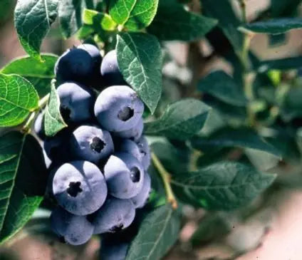 Blueberry, Chippewa