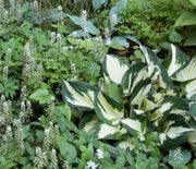 Hosta, Fire and Ice