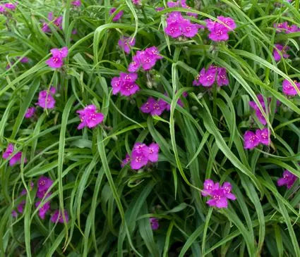 Spiderwort, Red Cloud