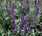 Meadow Sage, Carondonna