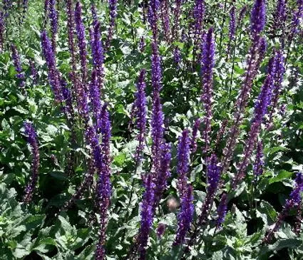 Meadow Sage, Carondonna