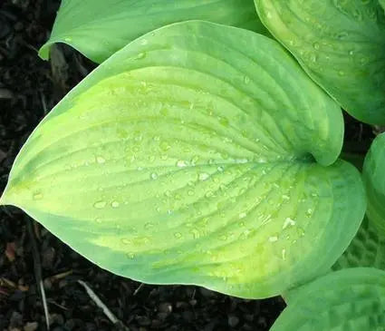 Hosta, Guacamole