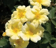 Rose, Sunny Knock Out