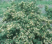 Potentilla, Katherine Dykes