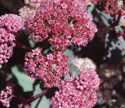 Sedum, Strawberries & Cream