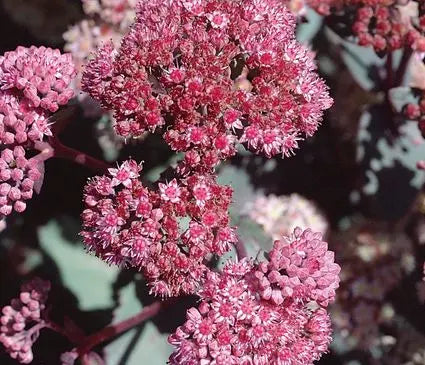 Sedum, Strawberries & Cream