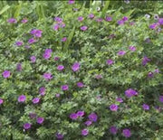 Geranium, Cranesbill Tiny Monster
