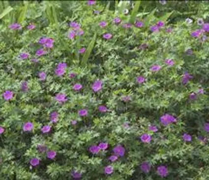 Geranium, Cranesbill Tiny Monster