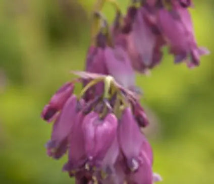 Bleeding Heart, Luxuriant