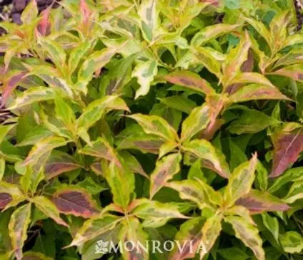 Weigela, My Monet Sunset