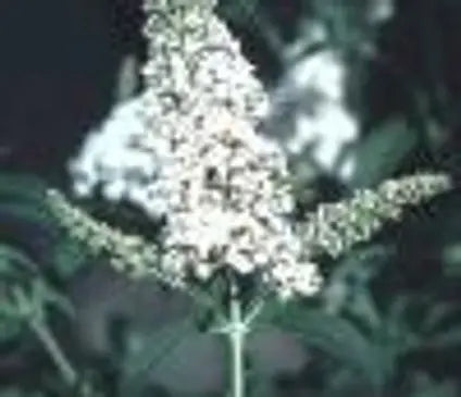 Butterfly Bush, White Bouquet