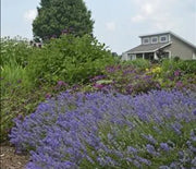Lavender, Blue Cushion