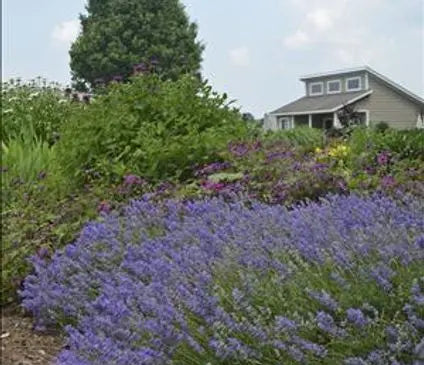 Lavender, Blue Cushion