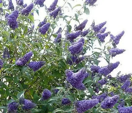 Butterfly Bush, Empire Blue