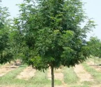 Honeylocust, Skyline