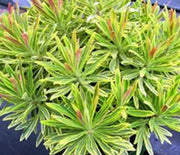 Spurge, Ascot Rainbow