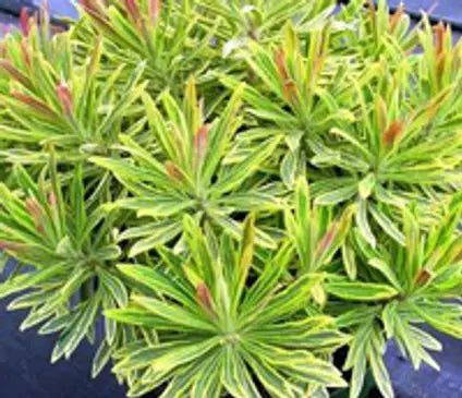 Spurge, Ascot Rainbow