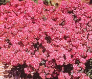 Sedum, Vera Jameson