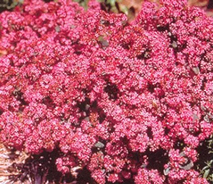 Sedum, Vera Jameson