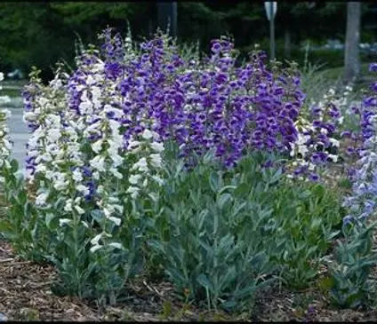 Penstemon, Prairie Jewel