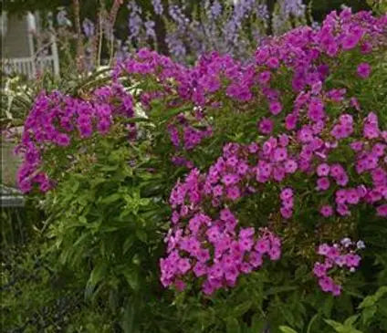 Phlox, Garden Flame Pink