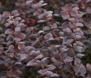 Barberry, Royal Cloak