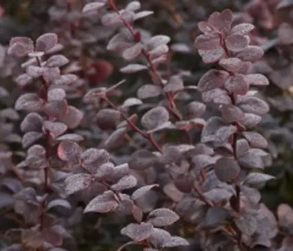 Barberry, Royal Cloak