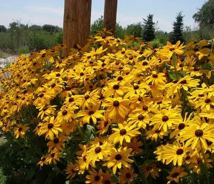 Black Eyed Susan, Indian Summer