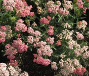 Yarrow, Apricot Delight