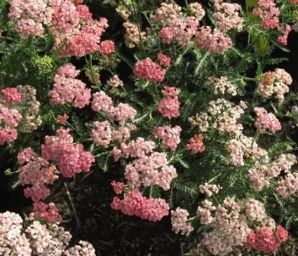 Yarrow, Apricot Delight