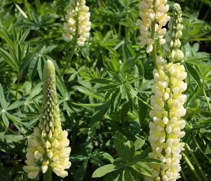 Lupine, Chandelier