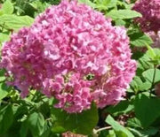 Hydrangea, Bella Anna