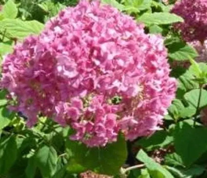Hydrangea, Bella Anna
