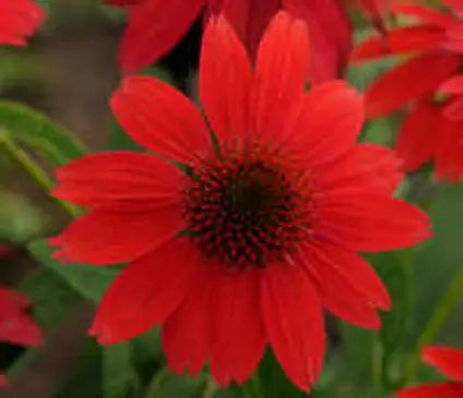 Coneflower, Sombrero Salsa