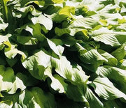 Hosta, Honeybells