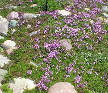 Thyme, Red Creeping
