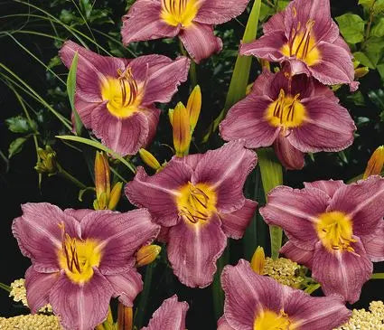 Daylily, Prairie Blue Eyes