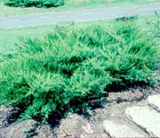 Juniper, Compact Pfitzer