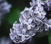 Lilac, President Lincoln
