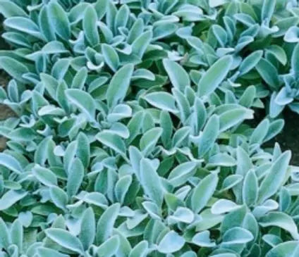 Lamb's Ear, Silver Carpet