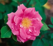 Rose, Carefree Beauty