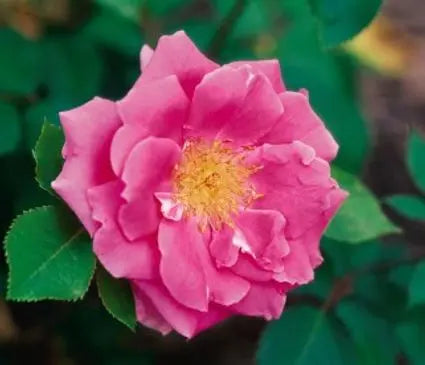 Rose, Carefree Beauty