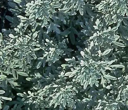 Artemisia, Silver Brocade