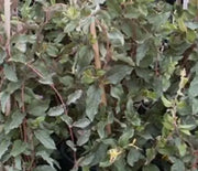 Honeysuckle, Purple leaf