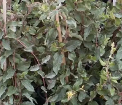 Honeysuckle, Purple leaf