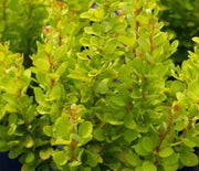 Barberry, Golden Rocket