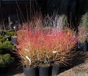 Dogwood, Arctic Sun