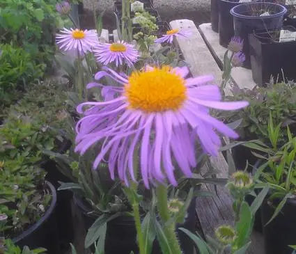 Aster, Wartburg Star