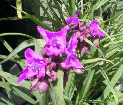 Spiderwort, Red Grape