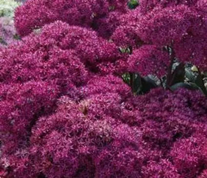 Sedum, Mr. Goodbud
